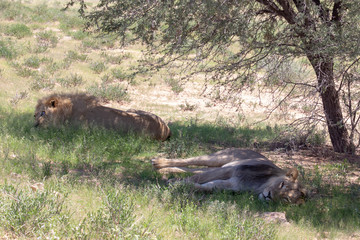 Lions of the Kalahari