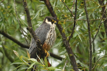 Hobby (Falco subbuteo) 