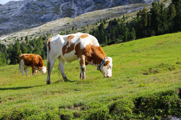 Fototapeta na wymiar Cows grazing in the green meadows of the Dolomites, Italy
