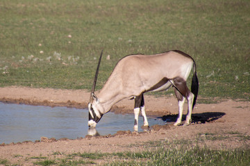 Obraz na płótnie Canvas Gemsbok of the Kalahari