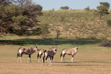 Gemsbok of the Kalahari