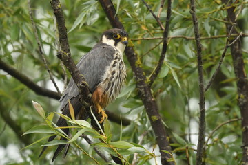 Hobby (Falco subbuteo) 