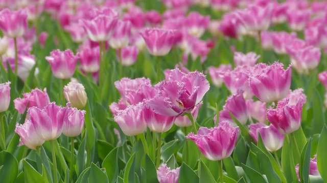 The Beautiful tulips flower in tulip field at winter or spring day