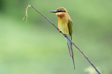 blue-tailed bee-eater on a small branch