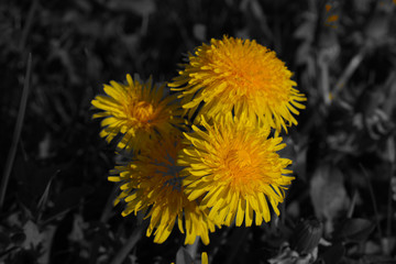 black white yellow flower on meadow