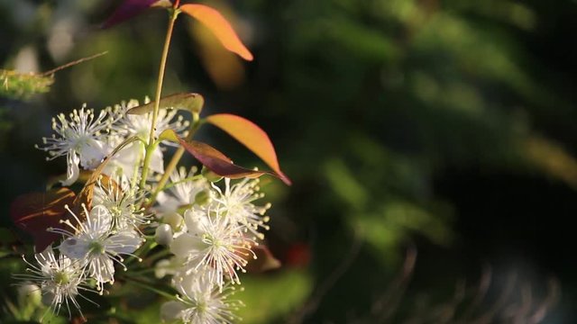 Honey bees gathering pollen from Surinam cherry blossoms, also called Florida cherry