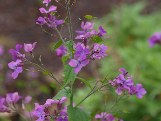 Fototapeta premium Lunaria annua - Lunaire annuelle ou Monnaie-du-pape aux fleurs à quatre pétales de couleur violet pâle et aux feuilles ovales, dentées vert clair