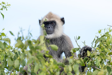 grey langur or black faced monkey sitting on a treetop