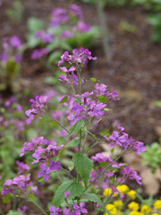 Lunaria annua - Lunaire annuelle ou Monnaie-du-pape aux fleurs à quatre pétales de couleur violet pâle et aux feuilles ovales, dentées vert clair