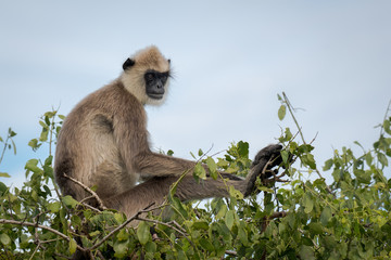 grey langur sitting on a treetop and relaxing