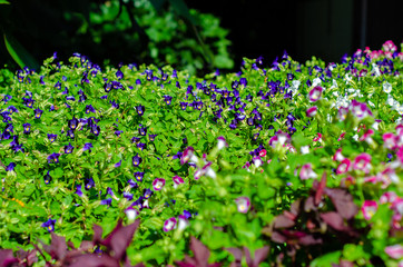 Flores do campo