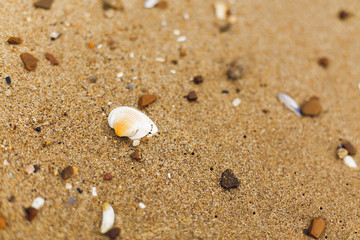 Seashell on sandy beach close up. White shells on shore near sea. Relaxing on tropical island. Let's go travel. Summer vacation concept. Copy space