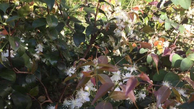 Honey bees gathering pollen from Surinam cherry blossoms, also called Florida cherry