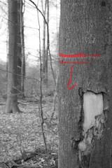 black white red tree to cut