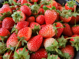 Top view of many Fresh Strawberry, Strawberry Farm Doi Ang Khang, Chiang Mai, Thailand.