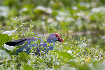 purple swamphen on water plants