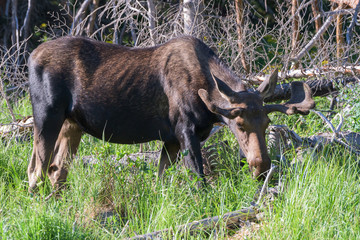 Shiras Moose in Colorado. Shiras are the smallest species of Moose in North America