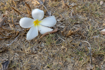 frangipani flower in garden