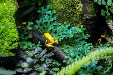 A small and beautiful yellow-colored frog sits on a small branch of a tree. She lives in the wild among beautiful green plants.