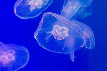 In the water with a muffled light swims a very beautiful creature named jellyfish. It seems to...