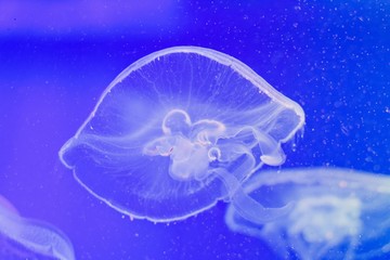 In the water with a muffled light swims a very beautiful creature named jellyfish. It seems to merge with the surrounding water and become part of it. Only light emits it in water.