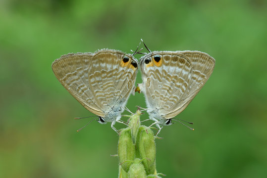 Close up of butterflies mating on plant
