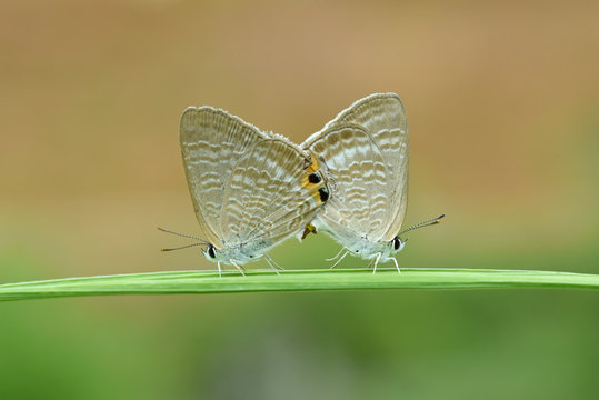 Close up of butterflies mating on plant