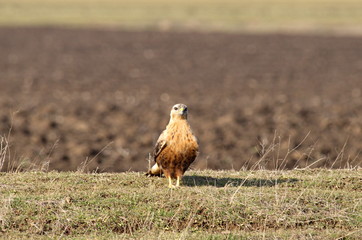 Long-legged Buzzard (Buteo rufinus)