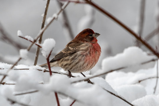Portrait of a House Finch on a branch, British Columbia, Canada