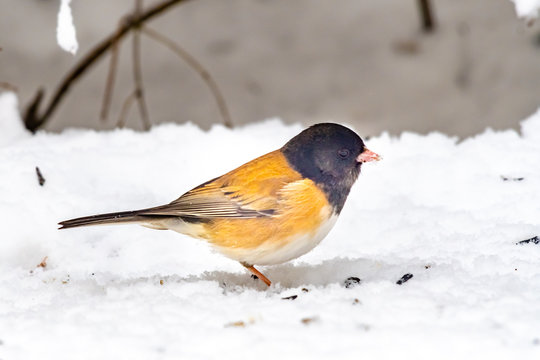 Portrait of a Dark-eyed junco standing in the snow, British Columbia, Canada