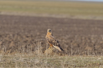 Long-legged Buzzard (Buteo rufinus)