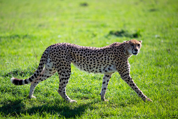 cheetah in grass