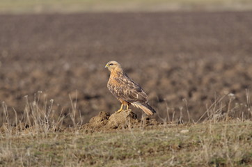 Long-legged Buzzard (Buteo rufinus)