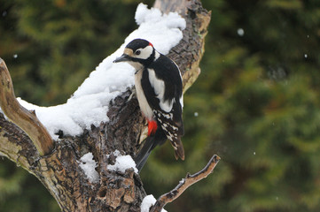 Buntspecht im Winter