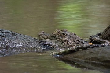 small crocodile on a tree trunk