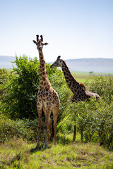 giraffes in africa