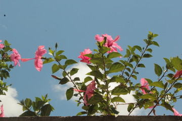 pink flowers and green leafs on background of blue sky