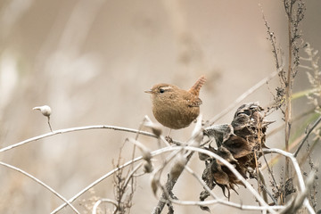 eurasian wren on a field