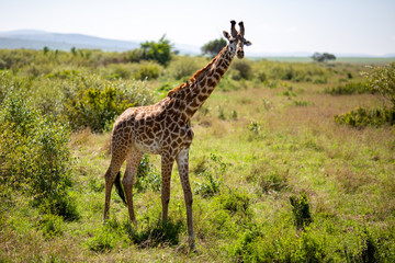 giraffe in africa
