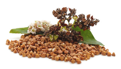 Blossom of buckwheat with leaves.