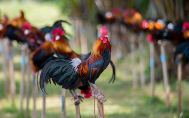 rooster and cock on a background