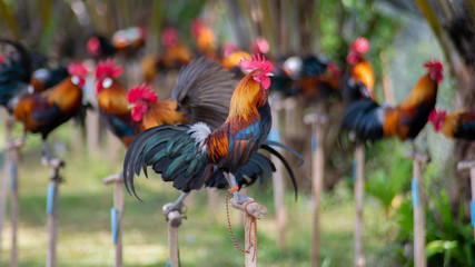 rooster and cock on a background