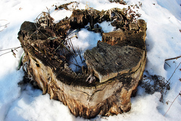Old poplar tree sawn stump with cracks from center covered with white snow, top view
