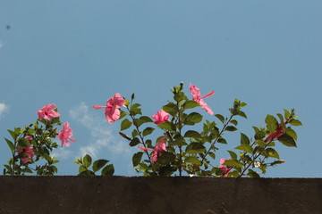 pink flowers and green leafs on background of blue sky