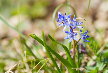 Beautiful spring flowers Scilla siberica (siberian squill)