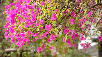 Obraz premium Paper flowers,pink and lime flowers in full bloom,Bougainvillea,Hairy bougainvillea