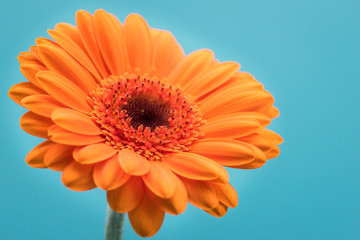 single orange gerbera