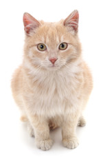 Beautiful red kitten.