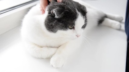 Girl strokes her cute cat, which lies on the windowsill