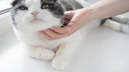 Girl strokes her cute cat, which lies on the windowsill